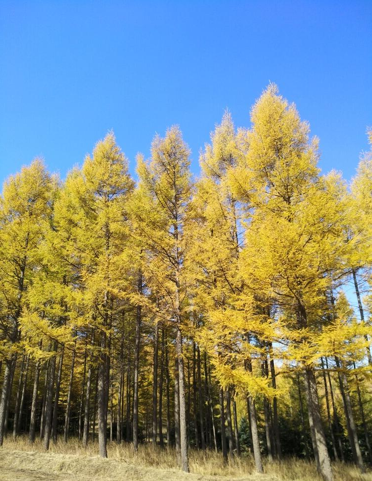 塞罕坝旅游攻略自助游(塞罕坝景点门票)-第2张图片