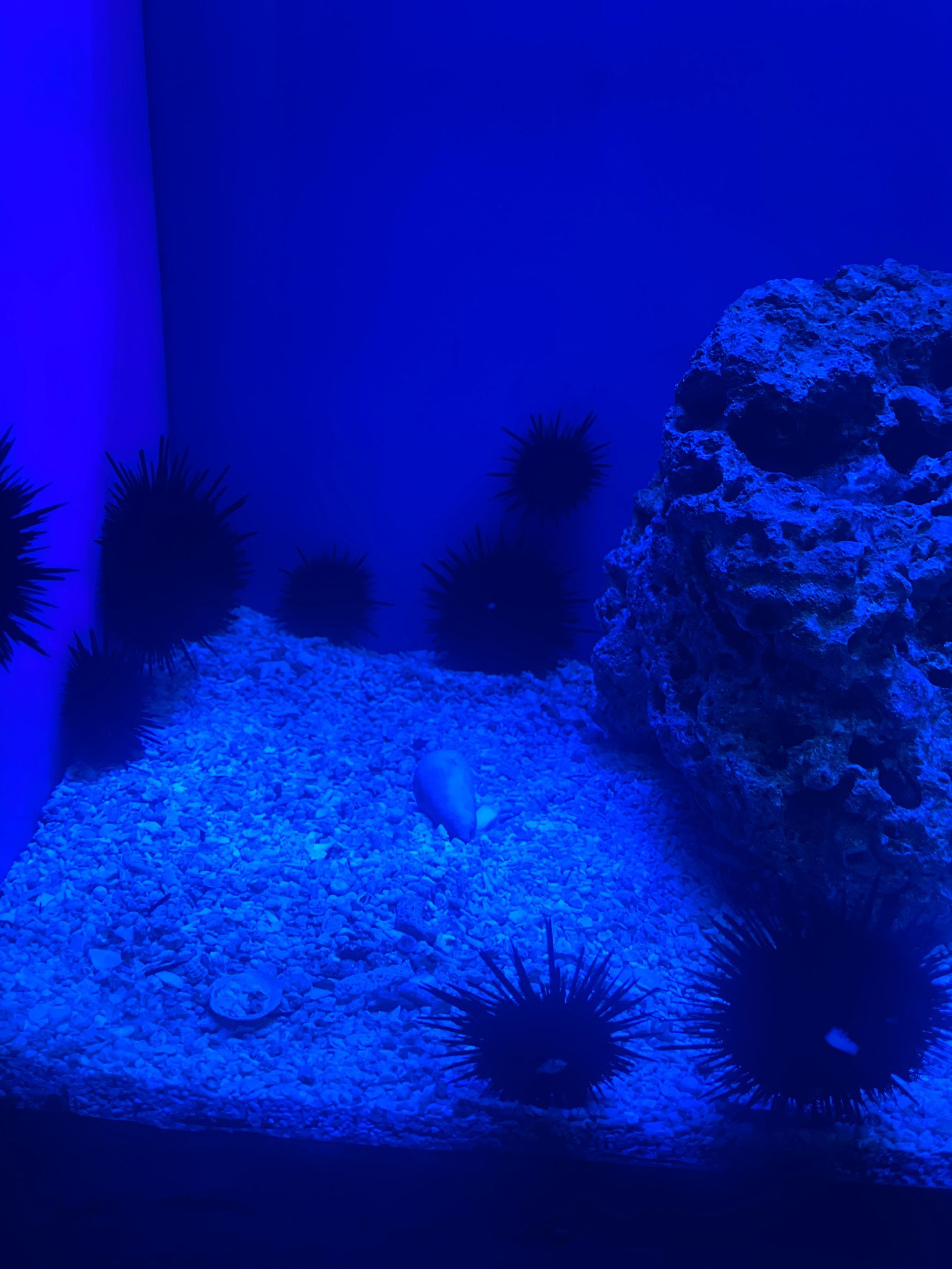 上海海洋水族馆.上海海洋水族馆游玩攻略？-第1张图片